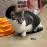 Pet of The Week 5/8/25 “Maro”