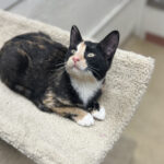 Pet of The Week 10/30/25 “Dahlia”