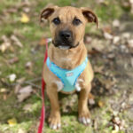 Pet of The Week 10/30/25 “Duncan”